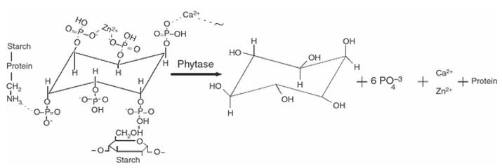 Phytase