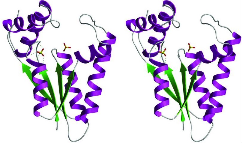 Structure of the 5′-kinase domain 