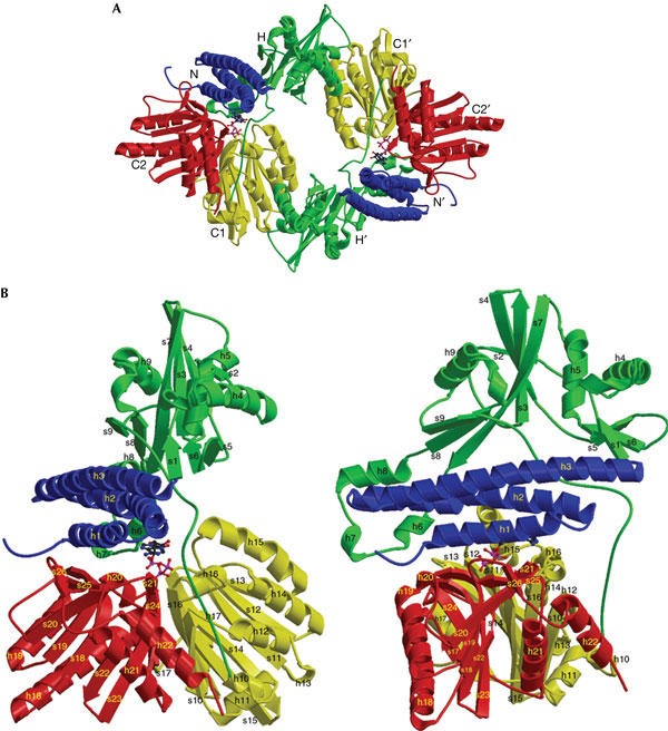 Overall structure of Escherichia coli polyphosphate kinase (PPK)