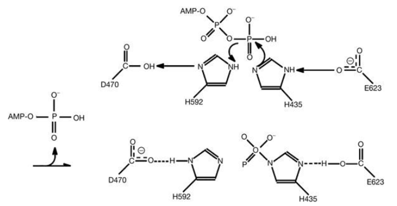 The proposed chemical mechanism for PPK autophosphorylation