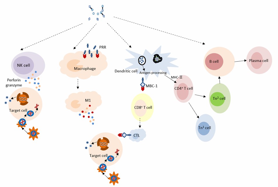 The action mechanism of nanozymes in antiviral vaccine. - Creative Enzymes