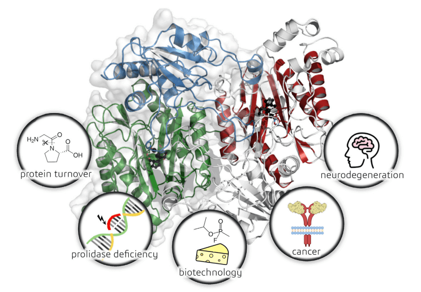 Pictorial view of the human prolidase structure