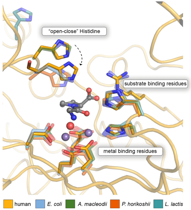 Superposition of the respective crystal structures highlighting the crucial  side chains as sticks