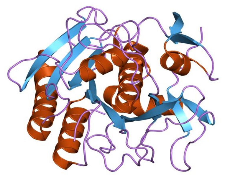 Recombinant Proteinase K