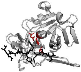 Protease