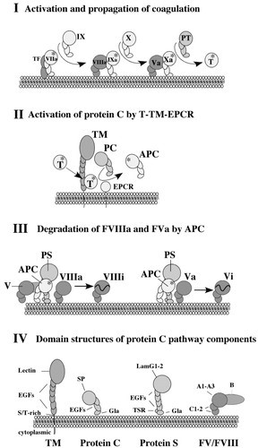 Schematic representation of blood coagulation and the protein C anticoagulant  system