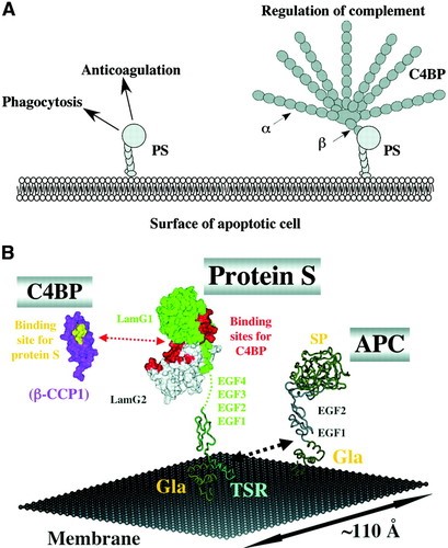 Protein S and the protein S-C4BP complex