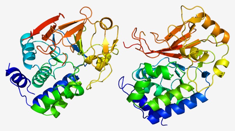 Protein structure of PP1.