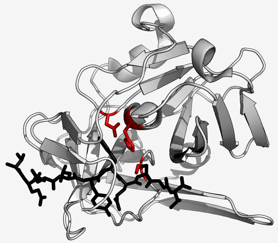 Protein structure of protease.