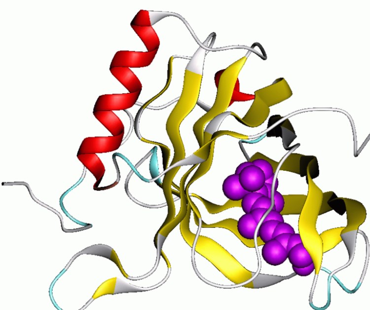 Natural  protease inhibitor, lipocalin protein family.