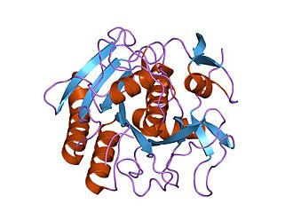 Structure of Proteinase K.