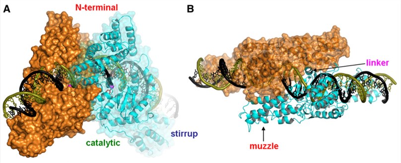 A. A view perpendicular to the two-fold noncrystallographic symmetry axis that relates two TelK subunits colored in orange and cyan   B. Top view along the two-fold axis