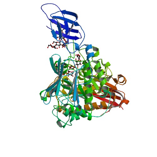 Protein structure of pullulanase.