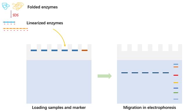 Enzyme Purification by Electrophoresis