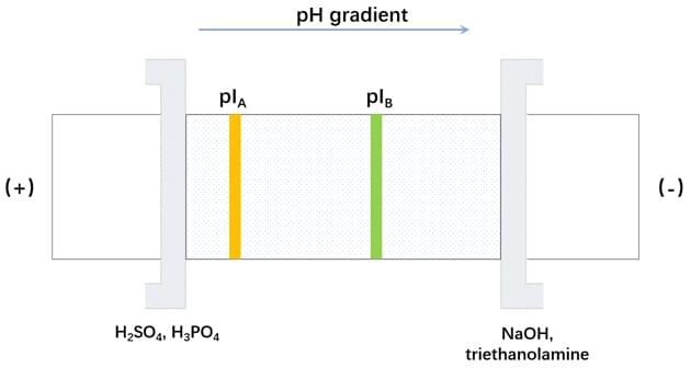 Enzyme Purification by Electrophoresis