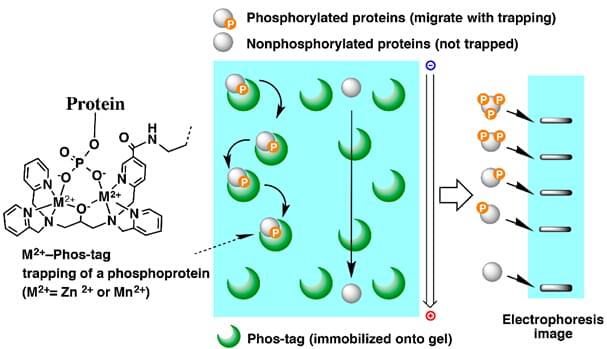 Enzyme Purification by Electrophoresis