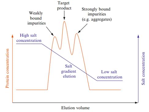 Enzyme Purification by Hydrophobic Interaction Chromatography