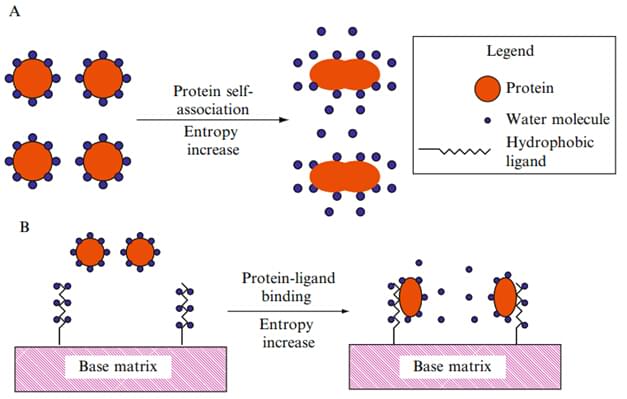 Enzyme Purification by Hydrophobic Interaction Chromatography