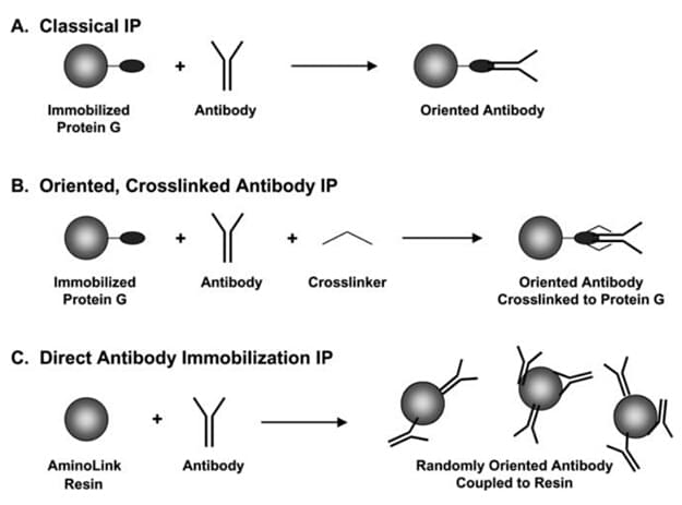 Enzyme Purification by Immunoprecipitation