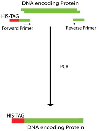 Enzyme Purification by Affinity Column for Tagged Enzymes