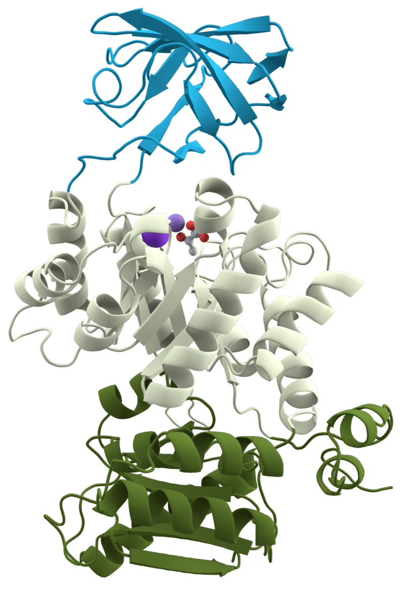 Protein structure of pyruvate kinase.
