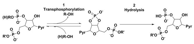 RNase