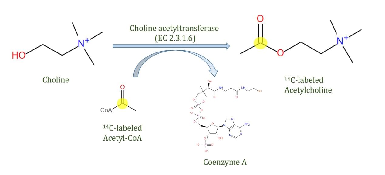 The reaction catalyzed by choline acetyltransferase using 14C-labeled acetyl-CoA as the substrate, an example of radiometric assay.