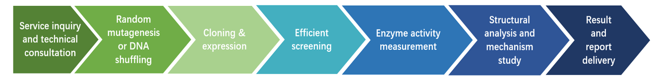  Random Mutagenesis and DNA Shuffling workflow