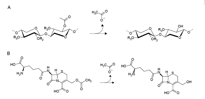 Enzyme Activity Measurement for Acetylxylan Esterase