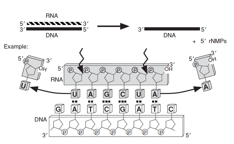 Enzyme Activity Measurement for RNA-Directed DNA Polymerase