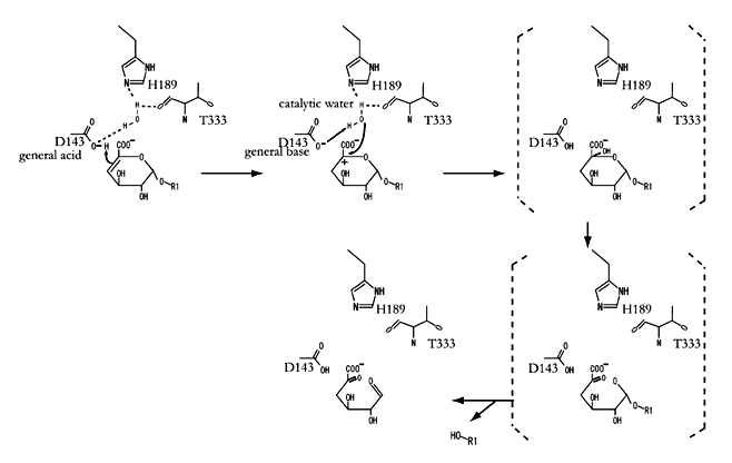 Enzyme Activity Measurement for Unsaturated Rhamnogalacturonyl Hydrolase