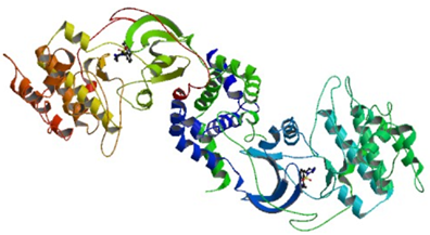 Rho kinase