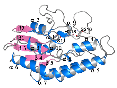 Enzyme Activity Measurement for Phospholipase A1