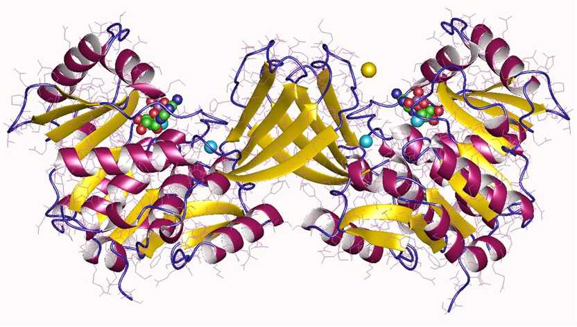 Ribokinase homodimer