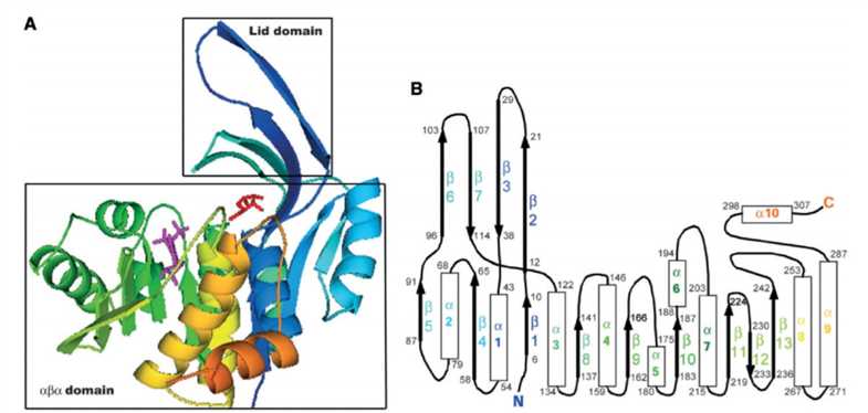 Structure of an E. coli ribokinase subunit