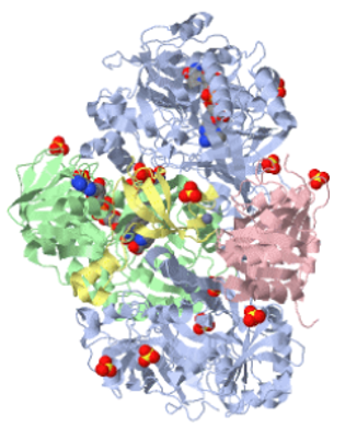 Protein structure of sarcosine oxidase.