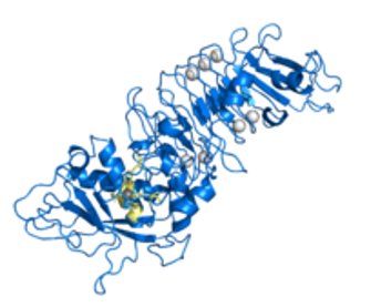 Protein structure of serrapeptase.