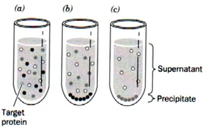 Solubility-Based Enzyme Purification