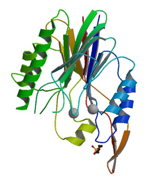 Enzyme Activity Measurement for Sphingomyelin Phosphodiesterase