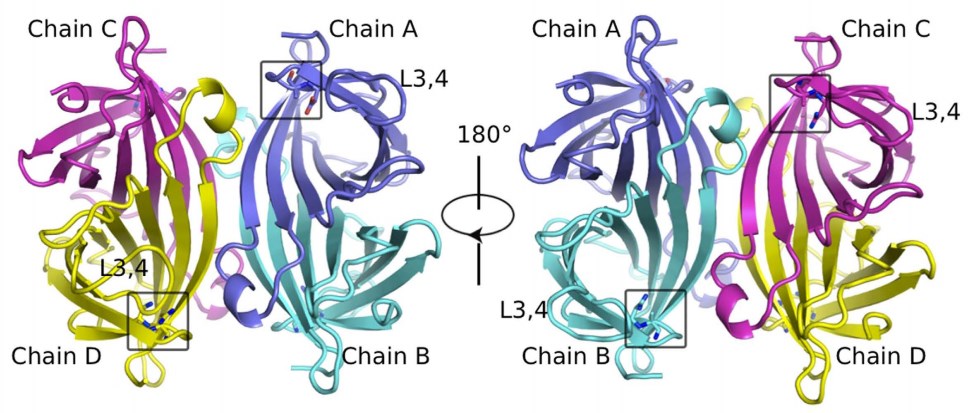 Structure of monovalent streptavidin