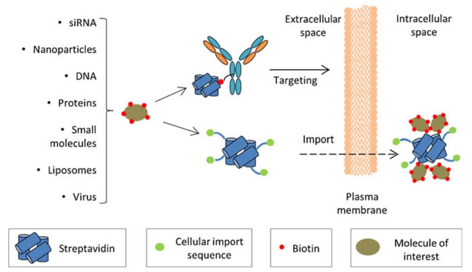 Streptavidin-based strategies for targeted drug delivery