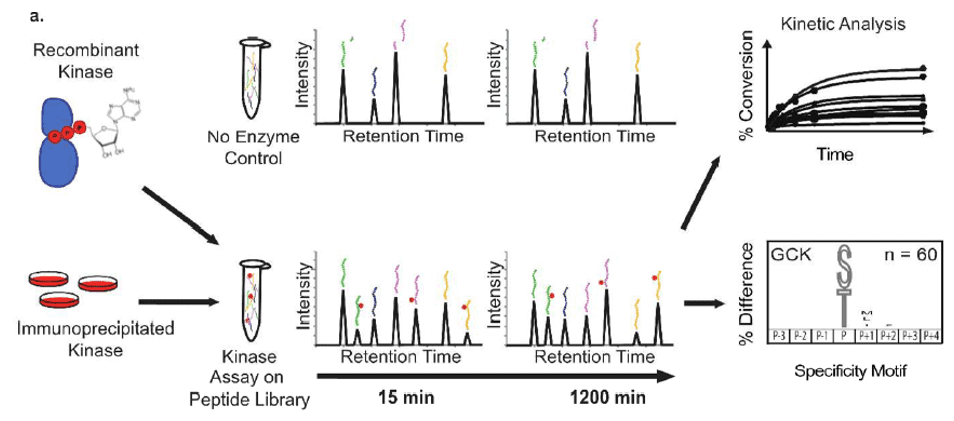 An example of MSP-MS assay for kinase