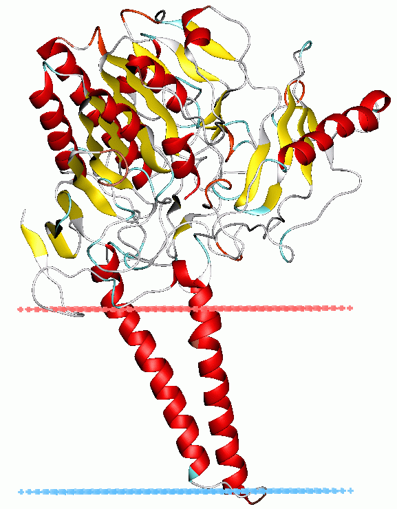 Sulfatases