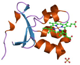 Sulfite Oxidase