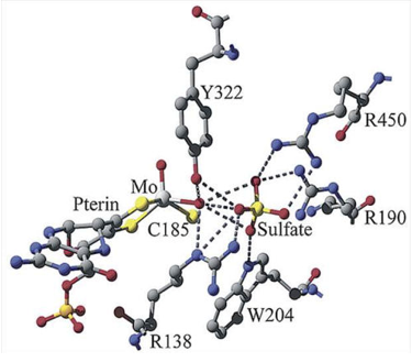 Sulfite Oxidase