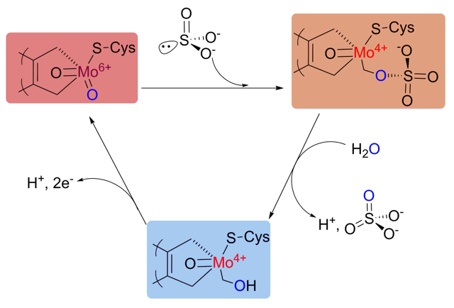 Sulfite Oxidase