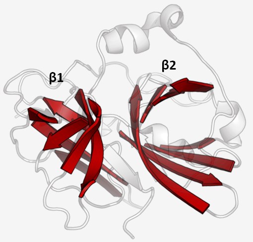 Structure of TEV Protease.