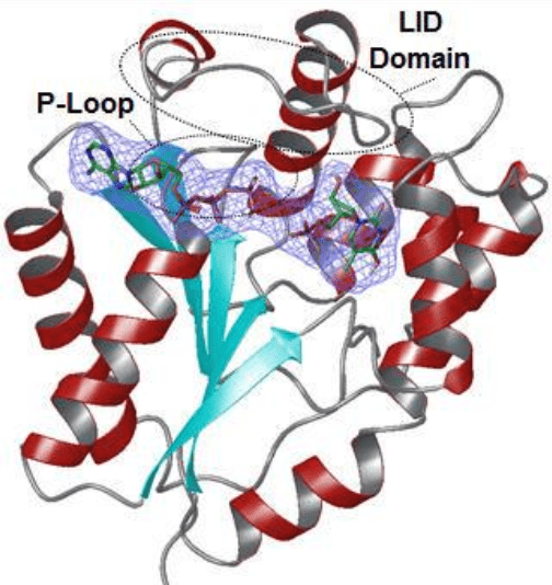 Structure of TMPK.