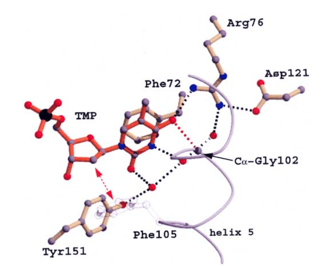 Mechanism of dTMP bound to TMPK.