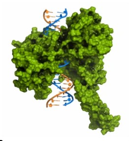 Type II topoisomerase